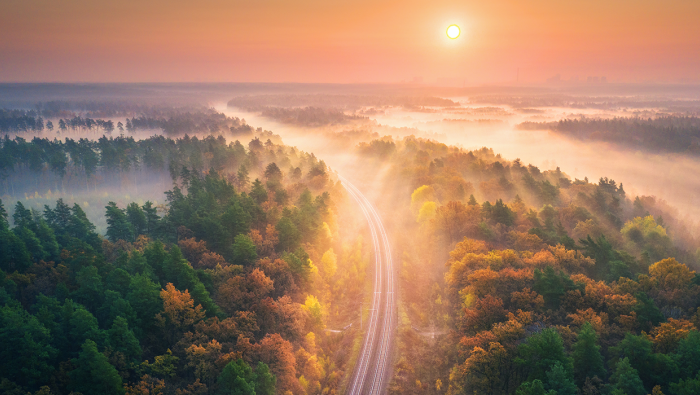 Sunset Railroad Forest